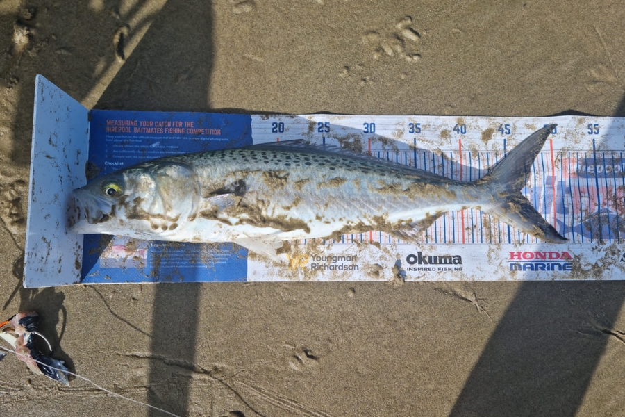Angel Emtage caught this 46cm Kahawai at Glinks gully  during The Hirepool Baitmates Fishing Comp