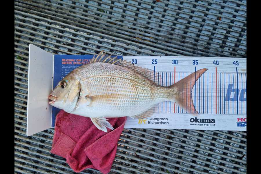Hayden Parker caught this 34.0cm Snapper at Kaipara Harbour during The Hirepool Baitmates Fishing Comp