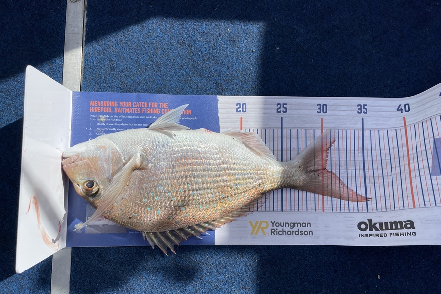 Enzo Sanders caught this 30.0cm Snapper at Malbourough sounds during The Hirepool Baitmates Fishing Comp