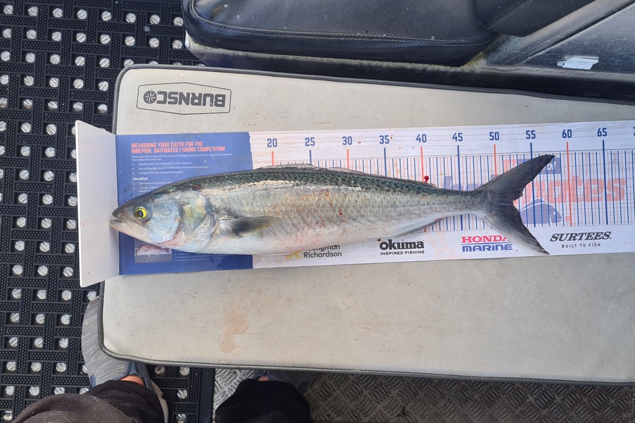 David Kovacs caught this 52cm Kahawai at Wellington harbor  during The Hirepool Baitmates Fishing Comp