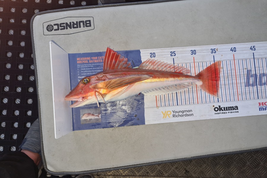 David Kovacs caught this 35.5cm Gurnard at Wellington harbor  during The Hirepool Baitmates Fishing Comp