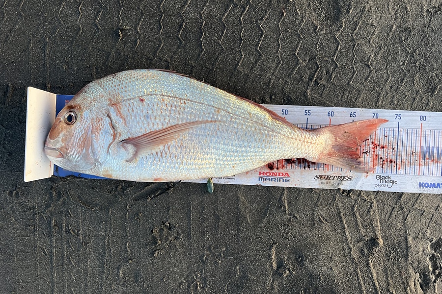Henk Du Toit caught this 65.5cm Snapper at Kapiti during The Hirepool Baitmates Fishing Comp