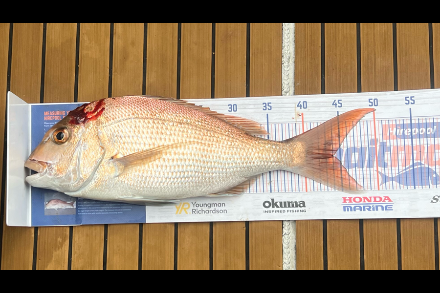 Shane Van de ven lowe caught this 44.0cm Snapper at Waihi beach during The Hirepool Baitmates Fishing Comp