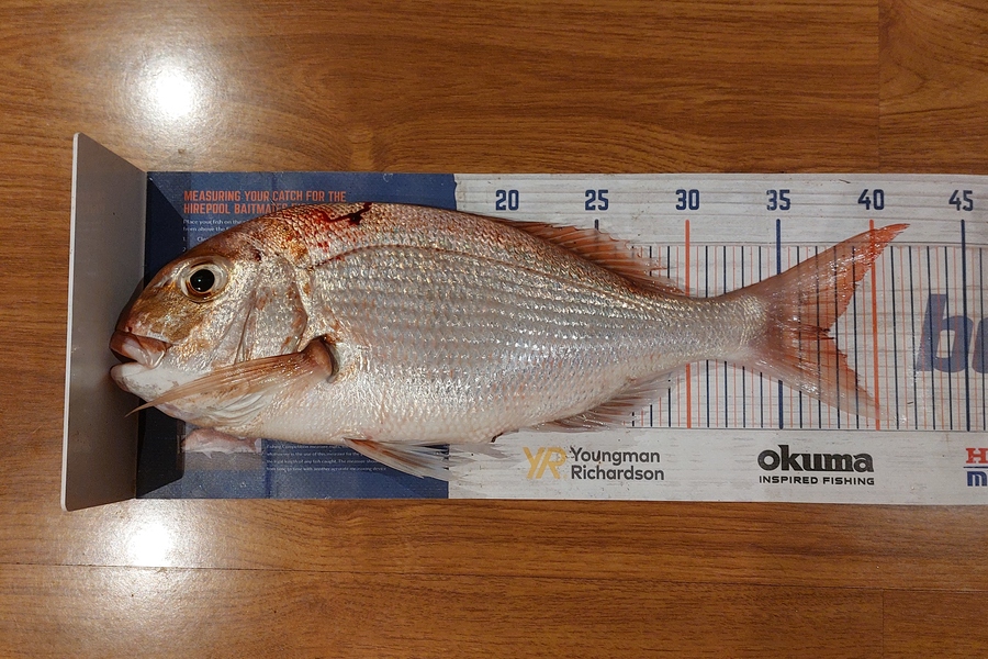 Trevor Hopson caught this 37.5cm Snapper at Tauranga  during The Hirepool Baitmates Fishing Comp