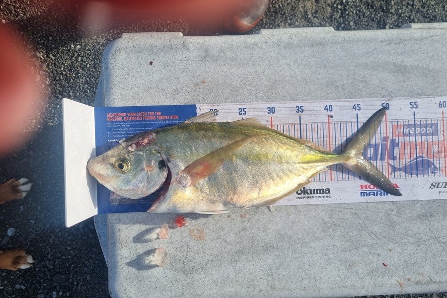 chay ororke caught this 43.0cm Trevally at kapiti during The Hirepool Baitmates Fishing Comp