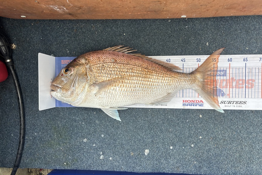 Nathan Frankhouser caught this 55.5cm Snapper at Firth of Thames  during The Hirepool Baitmates Fishing Comp