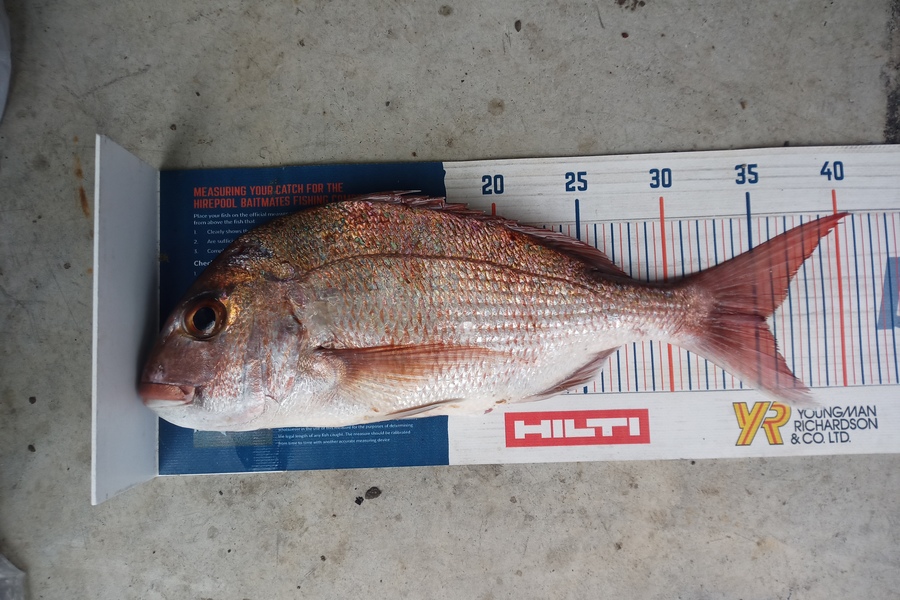 Luke Reneti caught this 35.5cm Snapper at Coromandel during The Hirepool Baitmates Fishing Comp