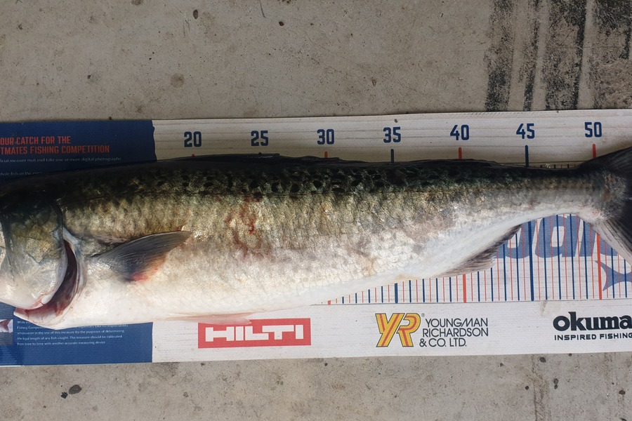 Ty Hayward caught this 53.0cm Kahawai at Coromandel  during The Hirepool Baitmates Fishing Comp