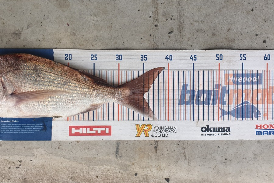 Ty Hayward caught this 35.0cm Snapper at Coromandel  during The Hirepool Baitmates Fishing Comp