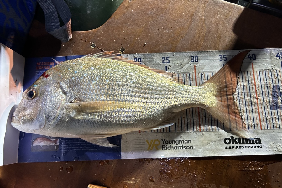 Blair Brookbanks caught this 36.0cm Snapper at Papamoa Beach during The Hirepool Baitmates Fishing Comp