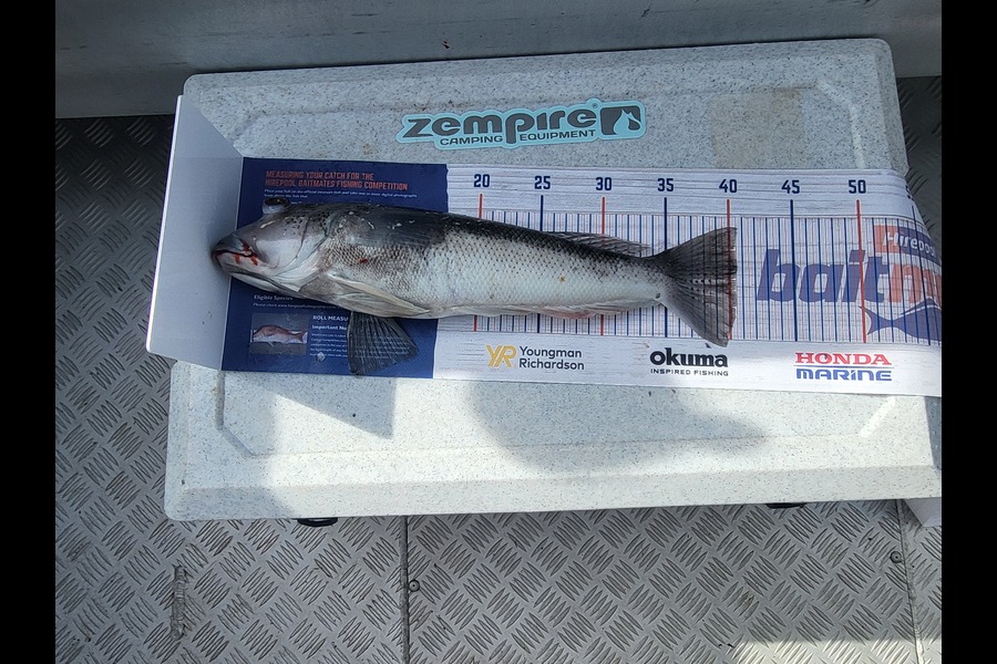 Curtis Barnes caught this 40.5cm Blue Cod at Malbrough sounds  during The Hirepool Baitmates Fishing Comp