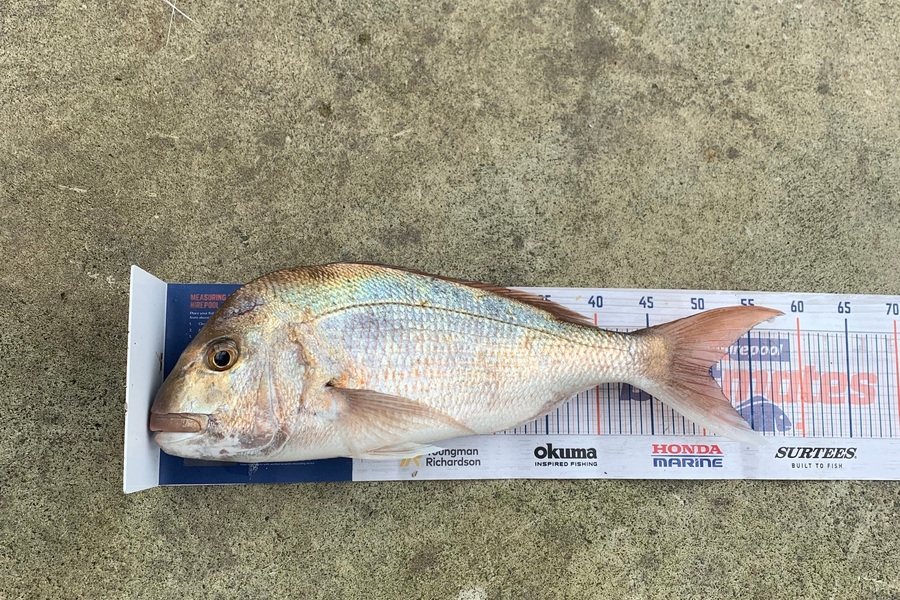 Nathan Carter caught this 50.0cm Snapper at Whangarei during The Hirepool Baitmates Fishing Comp