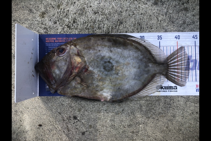 Alastair Munro caught this 43.5cm John Dory at Port Taranaki during The Hirepool Baitmates Fishing Comp