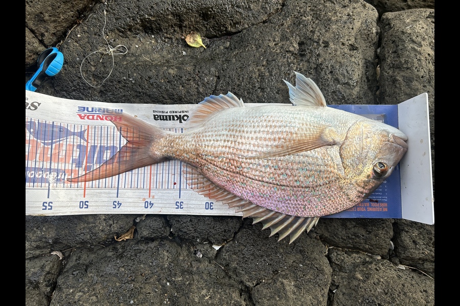 Raj Irving caught this 43.5cm Snapper at Raglan  during The Hirepool Baitmates Fishing Comp