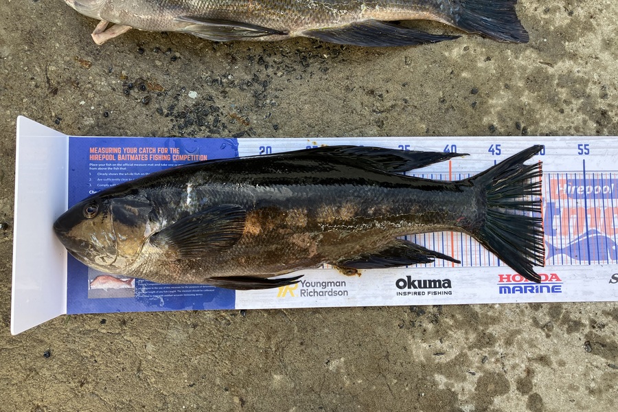 Douglas Hendry caught this 50.0cm Butterfish at Bluff during The Hirepool Baitmates Fishing Comp