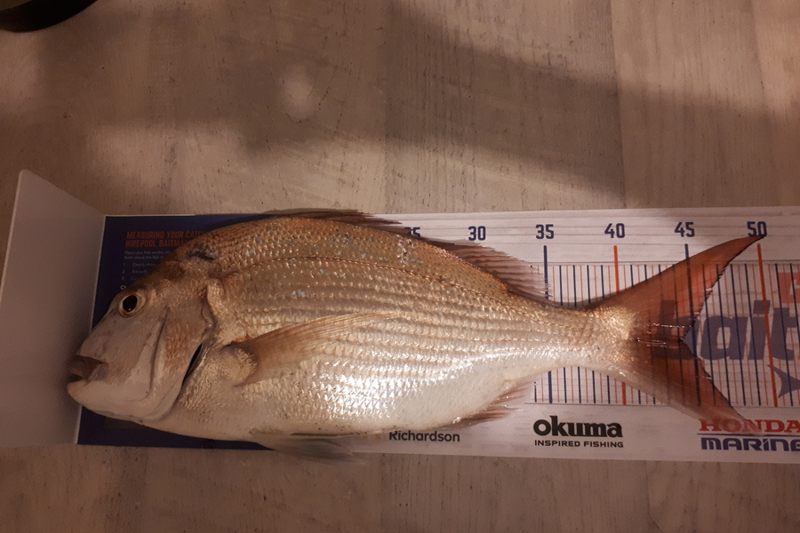Scott Farquhar caught this 44.0cm Snapper at Taranaki  during The Hirepool Baitmates Fishing Comp