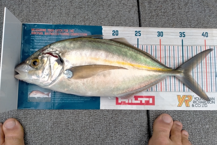 Andrew Cornelder caught this 36.5cm Trevally at Tauranga  during The Hirepool Baitmates Fishing Comp