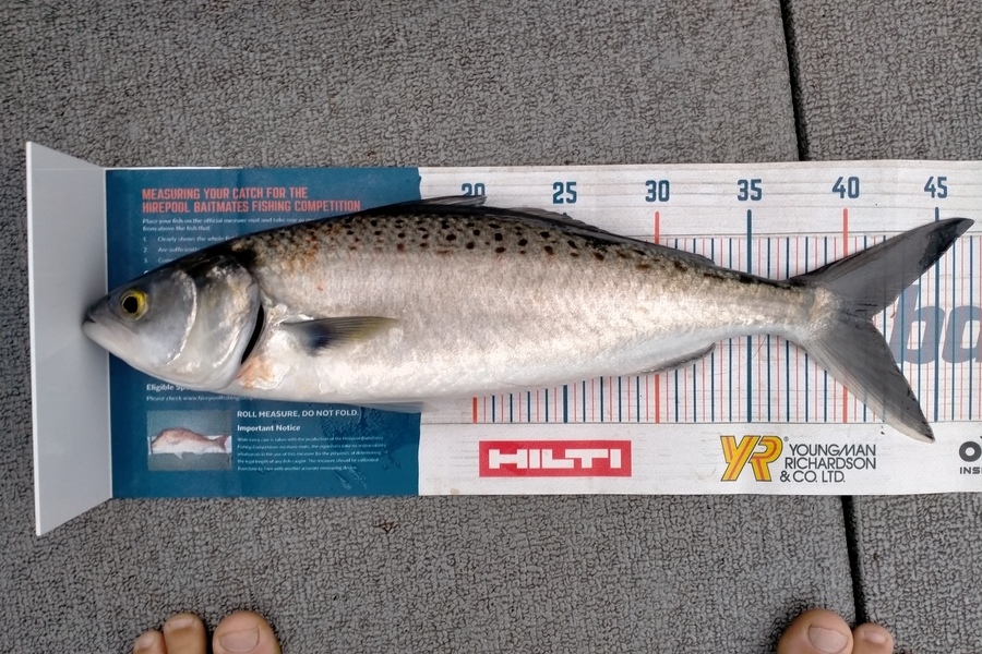 Andrew Cornelder caught this 41.0cm Kahawai at Tauranga  during The Hirepool Baitmates Fishing Comp
