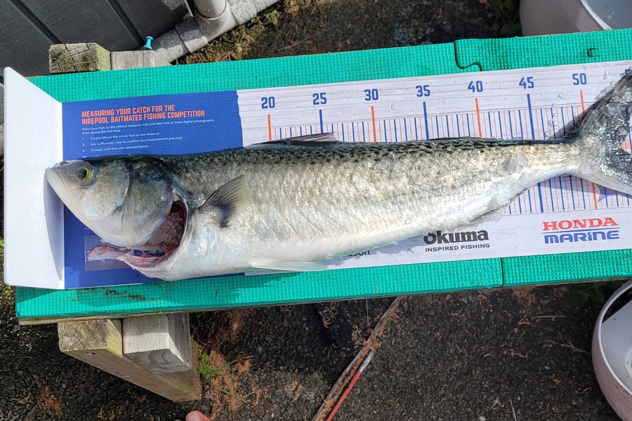 Goldy Schreuder caught this 50cm Kahawai at Kapiti  during The Hirepool Baitmates Fishing Comp
