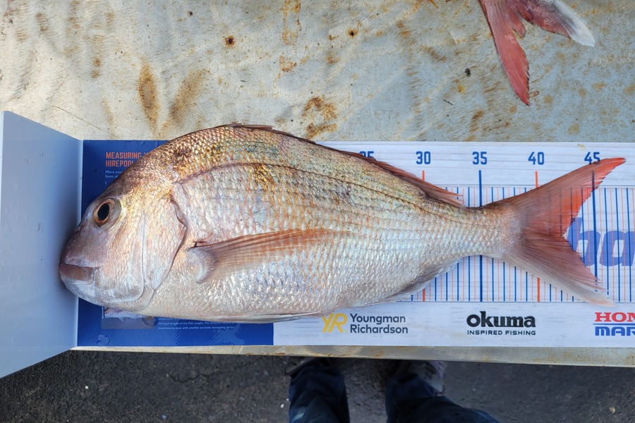 Robert Falconer caught this 42.0cm Snapper at New Plymouth  during The Hirepool Baitmates Fishing Comp