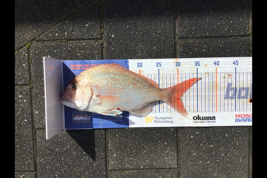 Mason Gestro caught this 30.5cm Snapper at Kapiti during The Hirepool Baitmates Fishing Comp