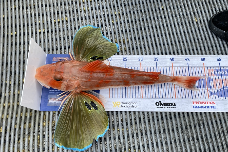 Spencer Michaels caught this 46.0cm Gurnard at Kapiti during The Hirepool Baitmates Fishing Comp
