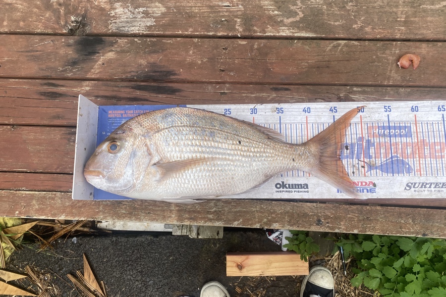Chris Irving caught this 45.5cm Snapper at Meola reef during The Hirepool Baitmates Fishing Comp
