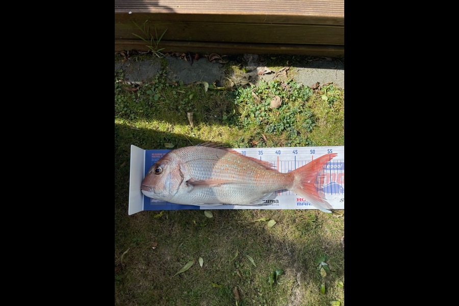Dion Woisin caught this 50.0cm Snapper at Foxton Beach during The Hirepool Baitmates Fishing Comp