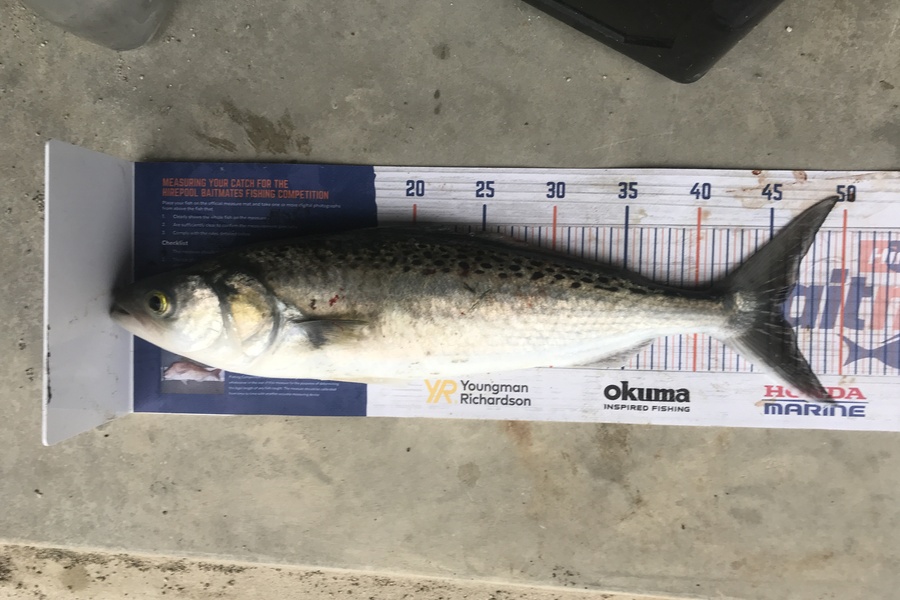 Kraig Steiner caught this 46.0cm Kahawai at Kaipara  during The Hirepool Baitmates Fishing Comp
