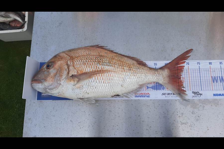 Josh Brown caught this 66.0cm Snapper at New plymouth during The Hirepool Baitmates Fishing Comp