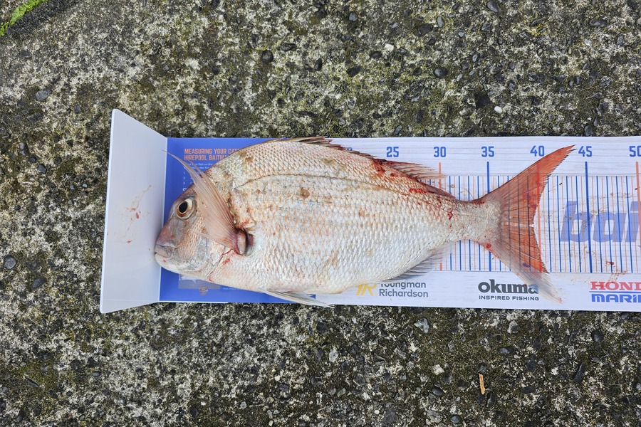 Peter Nirai caught this 39.5cm Snapper at Scorching Bay Wellington  during The Hirepool Baitmates Fishing Comp