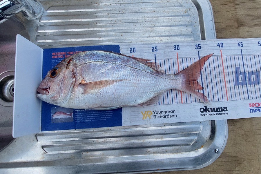 Trevor Hopson caught this 34.0cm Snapper at Pukehina  during The Hirepool Baitmates Fishing Comp
