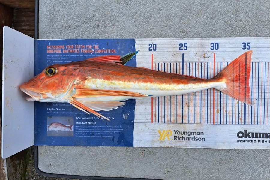 Harry Kovacs caught this 35.5cm Gurnard at Wellington Harbour during The Hirepool Baitmates Fishing Comp