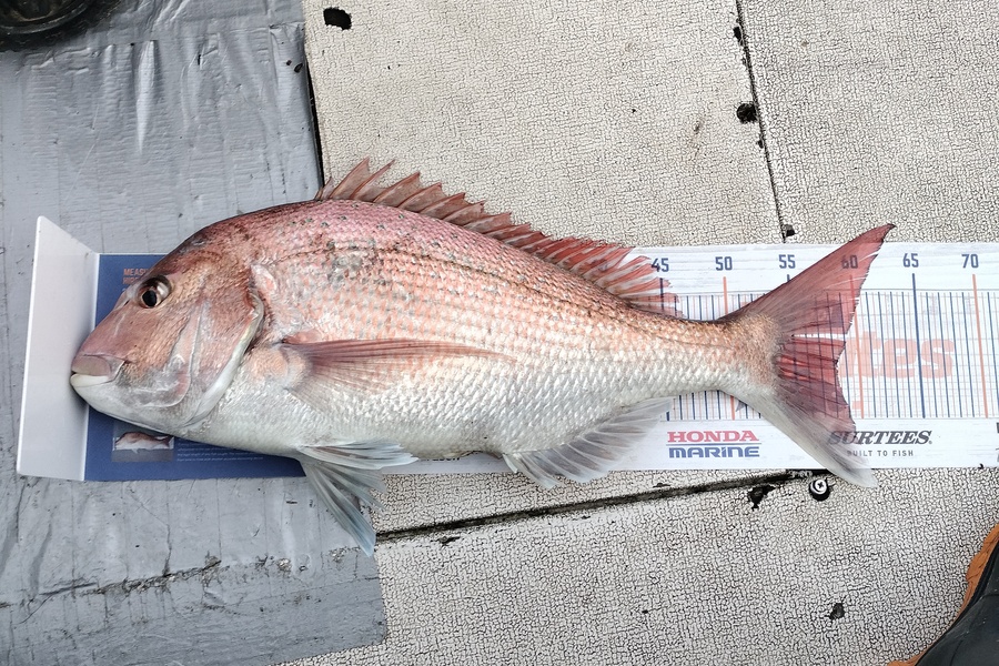 William Matehe Townsend caught this 58.0cm Snapper at Pukerua bay during The Hirepool Baitmates Fishing Comp