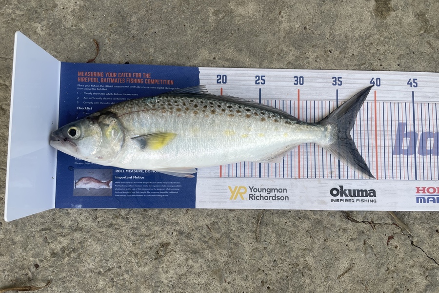 Niamh McGuane caught this 36.5cm Kahawai at Gisborne during The Hirepool Baitmates Fishing Comp