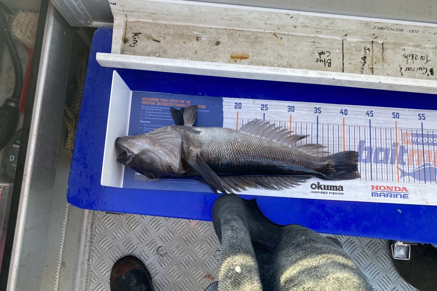 Tony Flowers caught this 42.5cm Blue Cod at Wellington  during The Hirepool Baitmates Fishing Comp