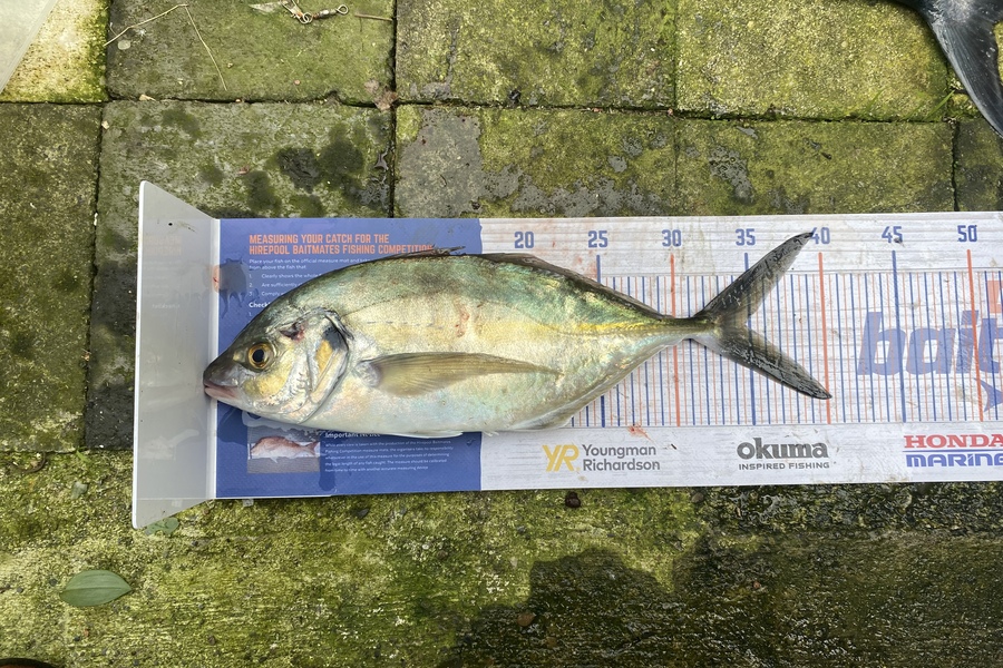 Hone Walker caught this 35.0cm Trevally at Pukerua bay during The Hirepool Baitmates Fishing Comp