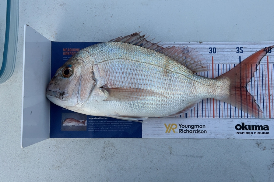 jacob maj caught this 36.0cm Snapper at Whakatane  during The Hirepool Baitmates Fishing Comp