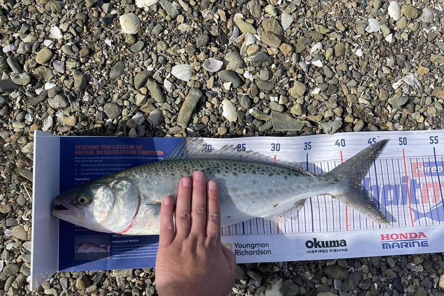 Damon Pearson caught this 42.0cm Kahawai at Titahi bay  during The Hirepool Baitmates Fishing Comp