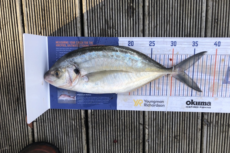 Jordan Froome caught this 32.5cm Trevally at Port taranaki during The Hirepool Baitmates Fishing Comp