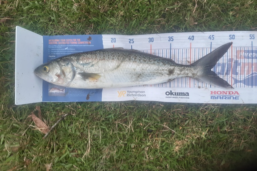 Clinton Emtage caught this 45.0cm Kahawai at Glinks gully during The Hirepool Baitmates Fishing Comp