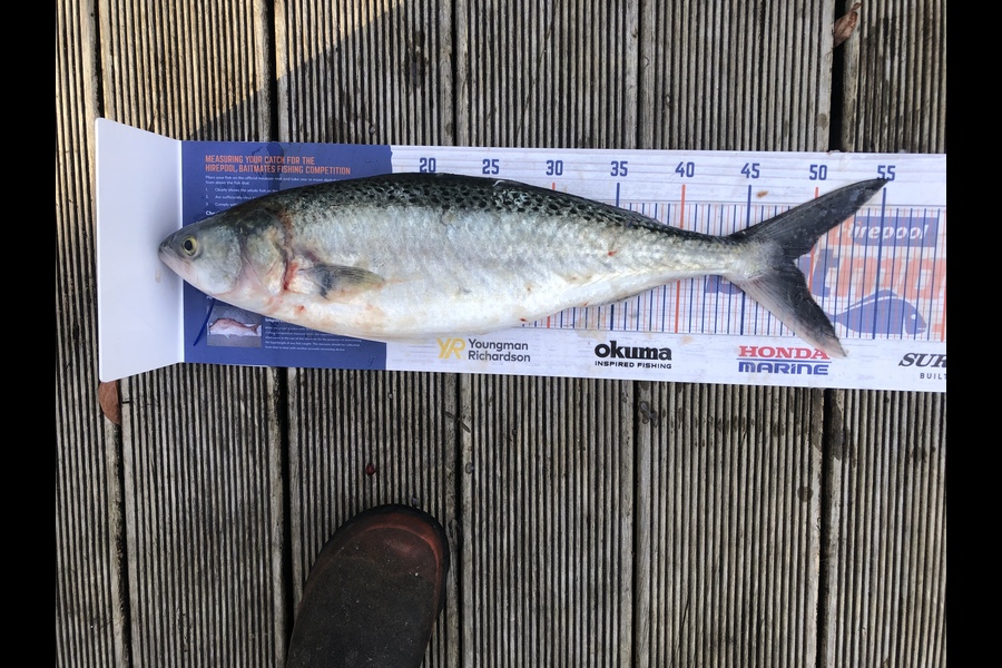 Jordan Froome caught this 43.5cm Kahawai at Port Taranaki  during The Hirepool Baitmates Fishing Comp
