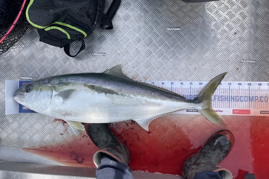 Nathan Blackburn caught this 106.0cm Kingfish at Kapiti during The Hirepool Baitmates Fishing Comp