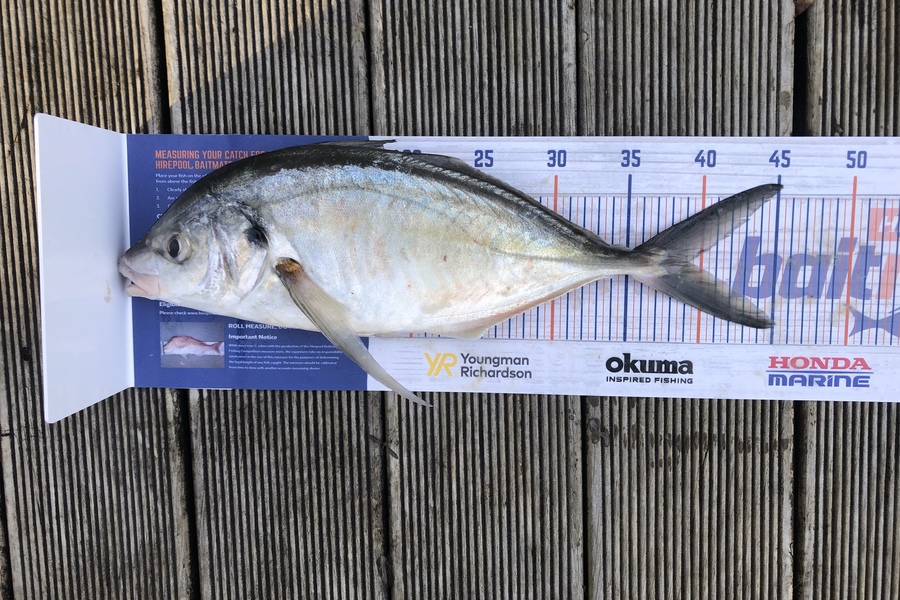 Andrew Froome caught this 39.0cm Trevally at Port Taranaki  during The Hirepool Baitmates Fishing Comp