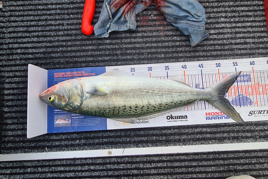 Carl McCoy caught this 50.5cm Kahawai at Kau Bay Wellington  during The Hirepool Baitmates Fishing Comp