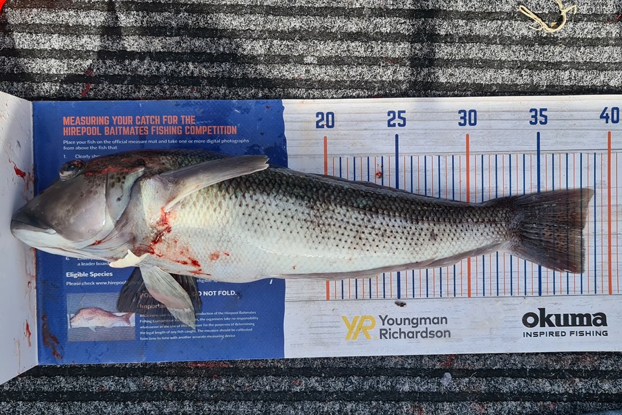 Carl McCoy caught this 38.0cm Blue Cod at Camp Bay, Wellington  during The Hirepool Baitmates Fishing Comp