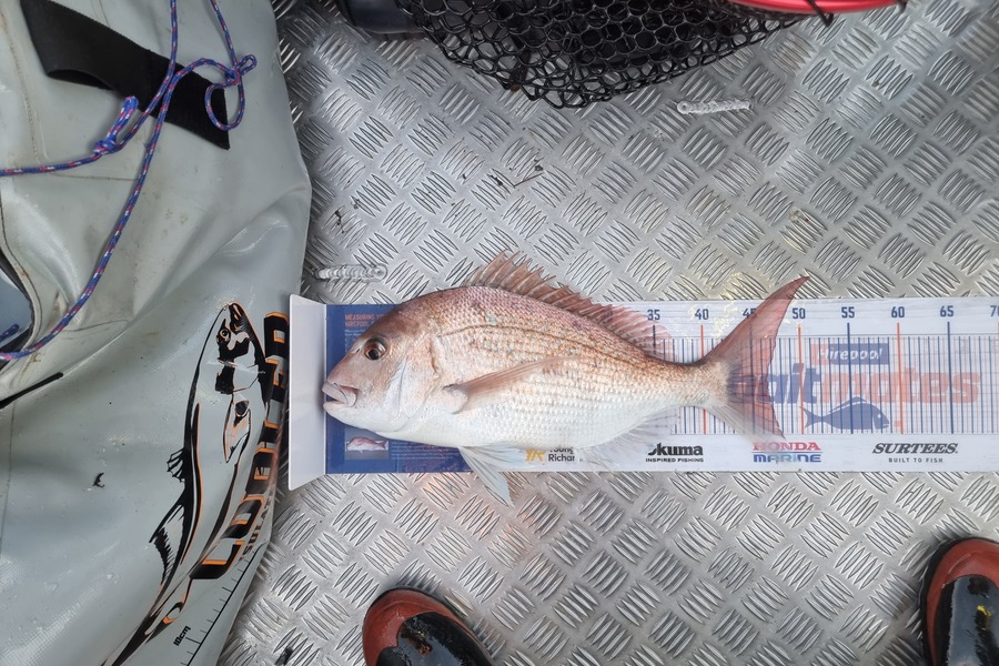Matthew Grantham caught this 46.0cm Snapper at Kapiti during The Hirepool Baitmates Fishing Comp