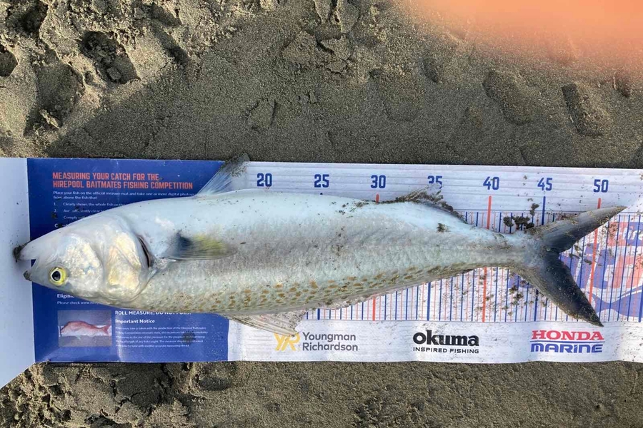 Viv Radich caught this 46.5cm Kahawai at Manawatu  during The Hirepool Baitmates Fishing Comp