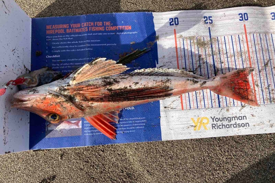 Viv Radich caught this 29.0cm Gurnard at Manawatu  during The Hirepool Baitmates Fishing Comp