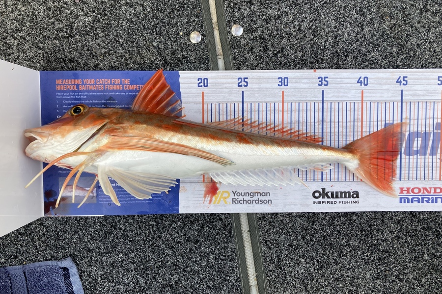 Shannon Scholes caught this 44.5cm Gurnard at Marlborough  sound during The Hirepool Baitmates Fishing Comp